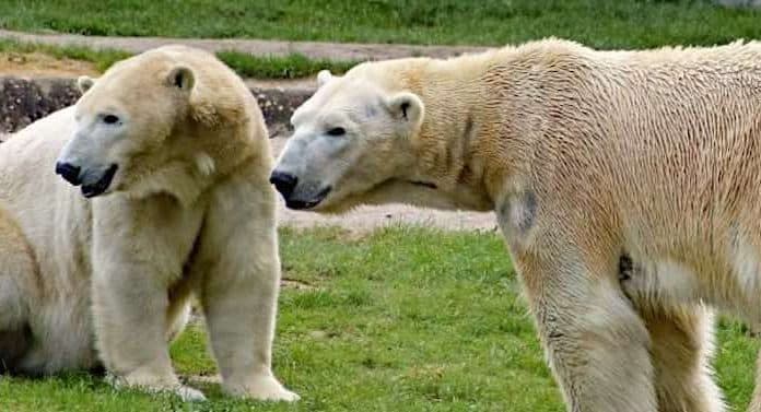 Tierpark Neumünster: Im Norden lebt der größte Eisbär Deutschlands