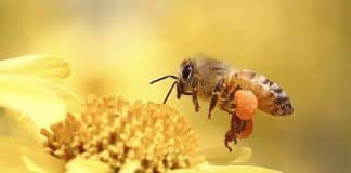 Bienenfreundliche Pflanzen: Lexikon kostenlos bestellen