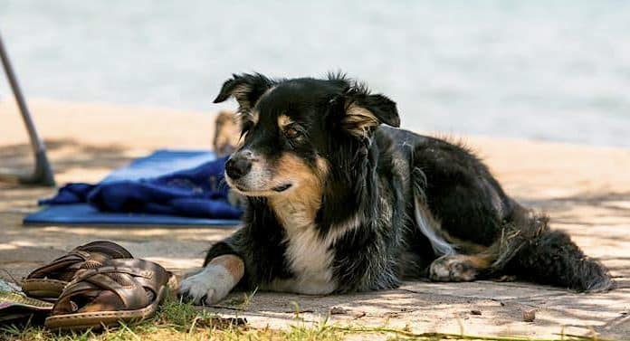 Fressnapf Gewinnspiel: Kurzurlaub mit Hund kostenlos gewinnen