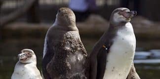 Kinder Pingui Zoo Gewinnspiel: 2 für 1 Gutscheine gewinnen