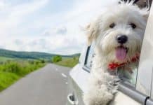 Ein Herz für Tiere Gewinnspiel: Urlaub mit Hund gewinnen