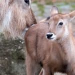Berlin Erlebe deine Stadt: Tierpark und Zoo mit 50 Prozent Rabatt erleben