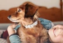 Ratgeber: Gutes Hundefutter - darauf sollten Halter achten
