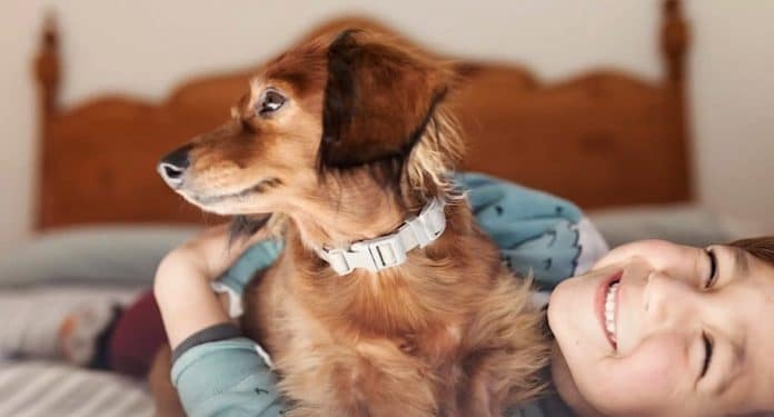 Ratgeber: Gutes Hundefutter - darauf sollten Halter achten