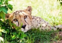 Serengeti-Park Gutschein: „Kindertage 2023“ mit 50 Prozent Rabatt