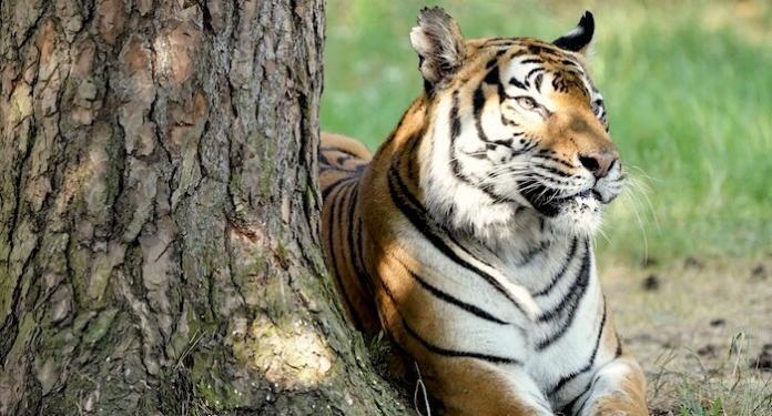 Serengeti-Park: Erstmals Nachwuchs bei Sibirischen Tigern