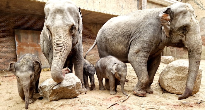 Zoo Leipzig schenkt Kinder am Kindertag 2023 den Eintrittspreis