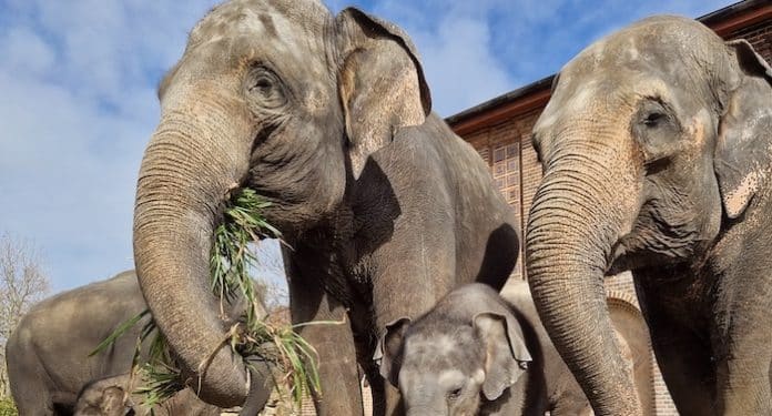 Zoo Leipzig: Kindertag 2023 ermöglicht freien Eintritt