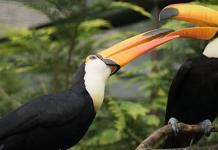 Weltvogelpark Walsrode Gutschein 2023 Eintritt mit 22 Prozent Rabatt