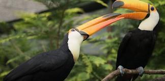 Weltvogelpark Walsrode Gutschein 2023 Eintritt mit 22 Prozent Rabatt
