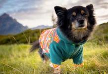 Ratgeber: Wann ist Hundebekleidung im Winter sinnvoll?