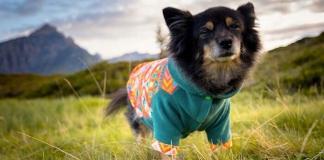 Ratgeber: Wann ist Hundebekleidung im Winter sinnvoll?