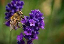 KOSTENLOS: Wildbienenhotels komplett gratis bestellen