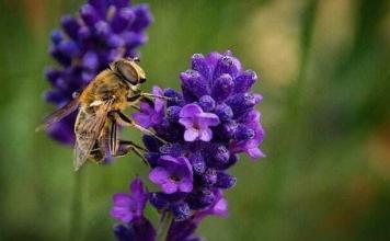 KOSTENLOS: Wildbienenhotels komplett gratis bestellen