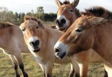 Przewalski-Pferde: Aus dem Tierpark in die Steppe