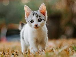 Royal Canin: Katzenfutter für Kitten komplett kostenlos bestellen