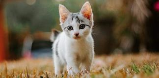 Royal Canin: Katzenfutter für Kitten komplett kostenlos bestellen