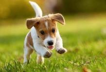 Royal Canin: Welpen-Box für Hunde kostenlos als Geschenk