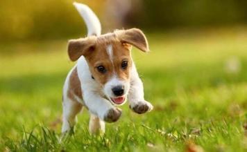 Royal Canin: Welpen-Box für Hunde kostenlos als Geschenk