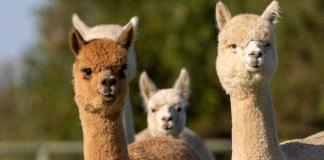 Tierpark Arche Warder: Vier Alpakas als neue Bewohner