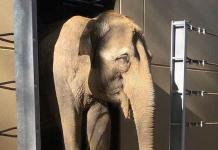 Tierpark Cottbus: Neues Elefantenhaus mit innovativer Technik