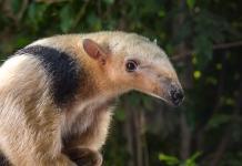 Tierpark Hellabrunn: Seltenes Tier aus Südamerika als Gast