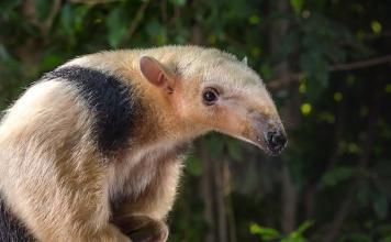 Tierpark Hellabrunn: Seltenes Tier aus Südamerika als Gast