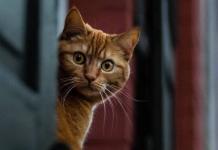 Whiskas: Katzenfutter Produktproben kostenlos bestellen