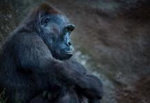 Zoo Prag: Erneuter Nachwuchs im Gorilla-Pavillon