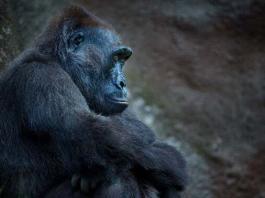 Zoo Prag: Erneuter Nachwuchs im Gorilla-Pavillon
